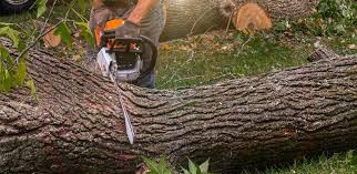 Best Aeration Services  in Vernon Hls, IL