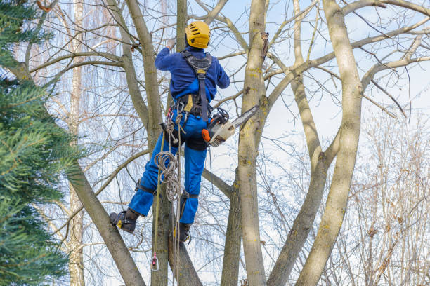 Best Leaf Removal  in Vernon Hls, IL
