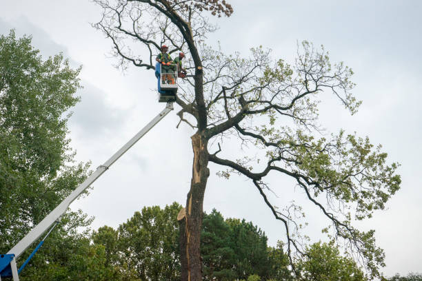 Best Tree Risk Assessment  in Vernon Hls, IL