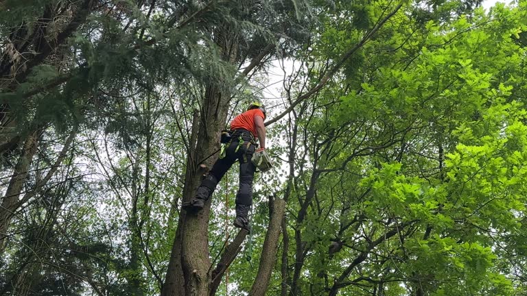 How Our Tree Care Process Works  in  Vernon Hills, IL
