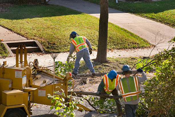 Best Organic Lawn Care Solutions  in Vernon Hls, IL