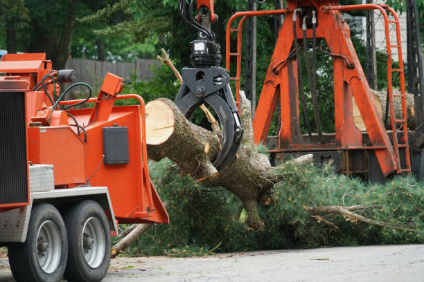 Best Tree Trimming and Pruning  in Vernon Hls, IL