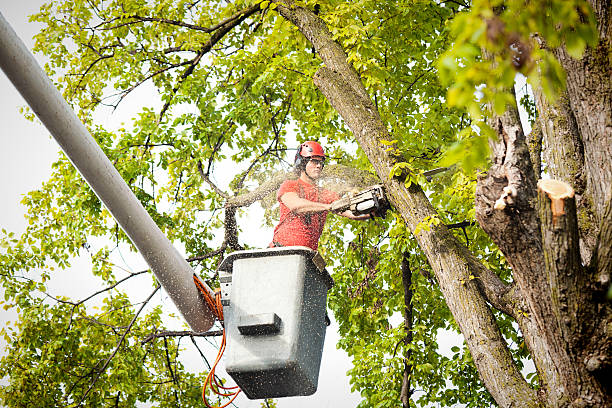 Best Fruit Tree Pruning  in Vernon Hls, IL